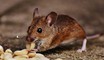 24 Hour & Emergency Exterminators in Stove Pipe Wells, CA